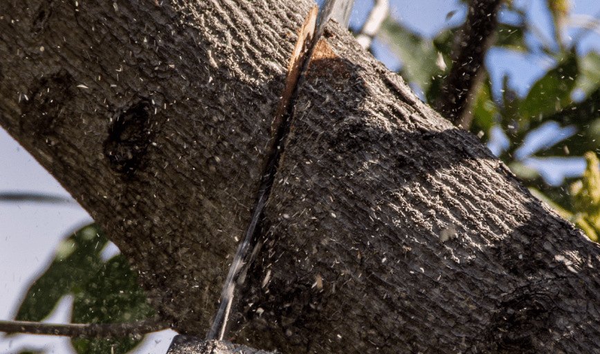 Clean Green Tree Service